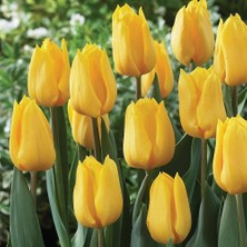 Ev Ve Bahçe Yellow Flight Lale Soğanı (5 Adet)