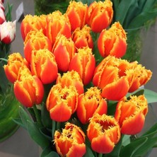 Ev Ve Bahçe Fringed Beauty Lale Soğanı (5 Adet)