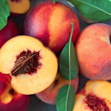 Evve Bahçe Özel Seçim Sahil Bölgeler Için Uygun Olan Aşılı Şeftali-Nektarin Fidanı Paketi