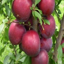 Evve Bahçe Tüplü Aşılı Bol Sulu Verimli Yarı Bodur Show Time Japon Erik Fidanı