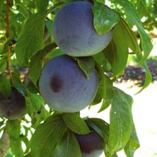 Evve Bahçe Tüplü Aşılı Bol Sulu Verimli Yarıbodur Black Amber Japon Erik Fidanı