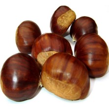 Evve Bahçe Tüplü Aşılı Bursa Osmanoğlu Kestane Fidanı