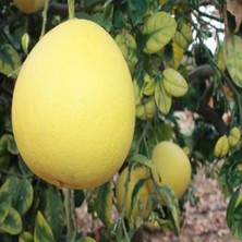 Evve Bahçe Tüplü Aşılı Çok Iri Meyveli Şadok Ağaç Kavunu Fidanı