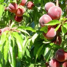 Evve Bahçe Tüplü Aşılı Erkenci Bol Verimli Spring Crest Şeftali Fidanı