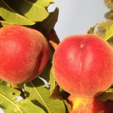 Evve Bahçe Tüplü Aşılı Erkenci Çok Iri Queen Crest Şeftali Fidanı