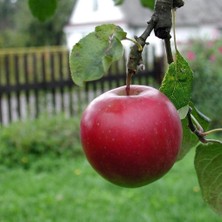Evve Bahçe Tüplü Aşılı Erkenci Yazlık Williams Pride Elma Fidanı
