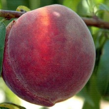 Evve Bahçe Tüplü Aşılı Geçci Bol Verimli Iri Hale Şeftali Fidanı