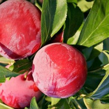Evve Bahçe Tüplü Aşılı Geçci Çok Iri Yarı Bodur Autumn Giant Japon Erik Fidanı
