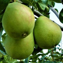 Evve Bahçe Tüplü Aşılı Geleneksel Bahribey Armut Fidanı