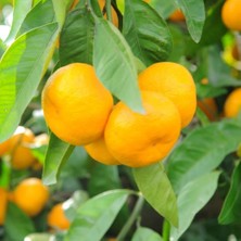 Evve Bahçe Tüplü Aşılı Hoş Kokulu Bol Verimli Rize Satsuma Mandalina Fidanı