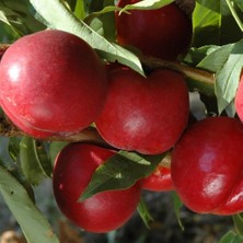 Evve Bahçe Tüplü Aşılı Iri Meyveli Bol Verimli Orta Geçci Amiga Nektarin Fidanı