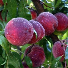 Evve Bahçe Tüplü Aşılı Iri Meyveli Elegant Lady Şeftali Fidanı