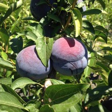 Evve Bahçe Tüplü Aşılı Iri Meyveli Verimli Black Diamond Japon Erik Fidanı