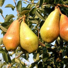 Evve Bahçe Tüplü Aşılı Orta Erkenci Tam Bodur Italyan Carmen Armut Fidanı