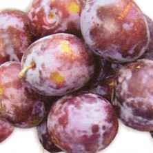 Evve Bahçe Tüplü Aşılı Orta Erkenci Verimli Yarıbodur Prizantin Japon Erik Fidanı