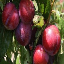 Evve Bahçe Tüplü Aşılı Orta Geçci Verimli Yarı Bodur Queen Rosa Japon Erik Fidanı