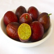 Evve Bahçe Tüplü Aşılı Özel Üretim Nadir Bulunan Kırmızı Lime Limon Fidanı