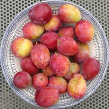 Evve Bahçe Tüplü Aşılı Özel Ürün Verimli Laetitia Japon Erik Fidanı