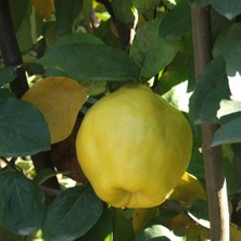 Evve Bahçe Tüplü Aşılı Tam Bodur Bol Verimli Leziz Ekmek Ayva Fidanı