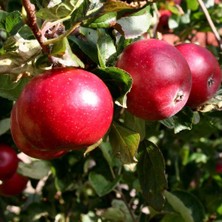 Evve Bahçe Tüplü Aşılı Verimli Erkenci Yazlık Early Red One Elma Fidanı