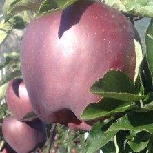 Evve Bahçe Tüplü Aşılı Verimli Iri Meyveli Scarlet Spur Elma Fidanı