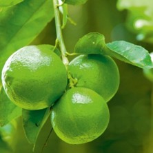 Evve Bahçe Tüplü Aşılı Yeşil Lime Quat (Çekirdeksiz Limon) Fidanı