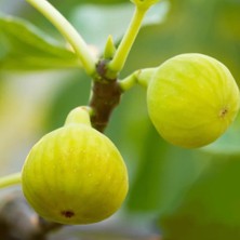 Evve Bahçe Tüplü Aydın Sarısı Lob Incir Fidanı