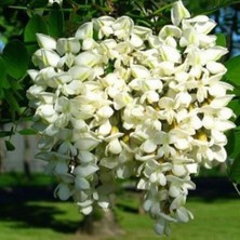 Evve Bahçe Tüplü Beyaz Çiçekli Yoğun Kokulu Akasya Fidanı (150-200 cm)