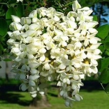 Evve Bahçe Tüplü Beyaz Çiçekli Yoğun Kokulu Akasya Fidanı (80-130 cm)