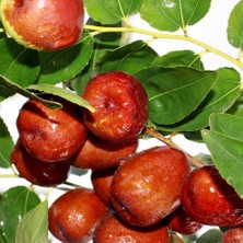 Evve Bahçe Tüplü Bol Verimli Iri Meyveli Hünnap Fidanı