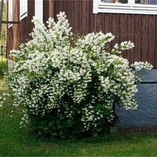 Evve Bahçe Tüplü Kokulu Filbahri Fidanı