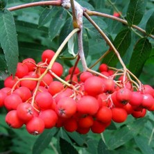 Evve Bahçe Tüplü Kuş Üvez Ağacı Fidanı