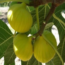 Evve Bahçe Tüplü Leziz Beyaz Lob Incir Fidanı