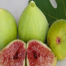 Evve Bahçe Tüplü Nadir Bulunan Sultan Selim Incir Fidanı