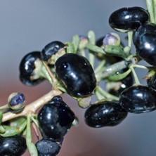 Evve Bahçe Tüplü Özel Ürün Aromatik Siyah Goji Berry Fidanı Sınırlı Stok