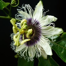 Evve Bahçe Tüplü Pasiflora Edulis Maruçya Fidanı