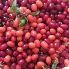 Evve Bahçe Tüplü Verimli Küçük Meyveli Anadolu Kızılcık Fidanı