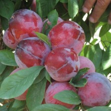 Evve Bahçe Tüplü Yarıbodur Early Quen Çok Erkenci Japon Erik Fidanı