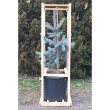 İnci Fidanlığı Aşılı Mavi Ladin (60-80 cm) (Picea Pungens Glauca "Hoopsii")