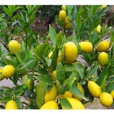 Uzay Bahçesi Limekuat Minik Limon Fidanı  80-100 cm