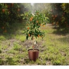 Uzay Bahçesi Kumkuat Fidanı Saksı 80-100 cm
