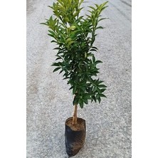Uzay Bahçesi Soğuklara Dayanıklı,bodur Cins,ince Kabuklu Limon Fidanı Mayer   80-100 cm