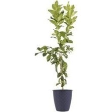 Uzay Bahçesi Soğuklara Dayanıklı,bodur Cins,ince Kabuklu Limon Fidanı Mayer   80-100 cm
