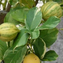 Uzay Bahçesi Özel Tür Alaca Yapraklı/meyvesi Alacalı Limon Fidanı  80-100 cm