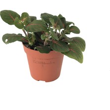 Betonish - Fittonia - Yeşil Kırmızı - Ev ve Ofis Bitkisi