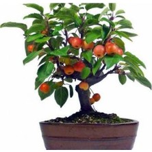 Tohumcumm 5 Adet Tohum Bodur Bonsai Elma Ağacı Tohumu Bonzai Tohumu