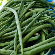 Ev Ve Bahçe Doğal Sofralık Geleneksel Sırık Börülce Fidesi (5 Adet)