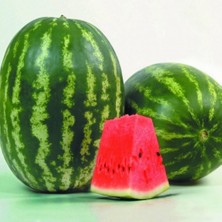 Ev Ve Bahçe Iri Meyveli Yüksek Verimli Doğal Crimson Sweet Karpuz Fidesi (5 Adet)