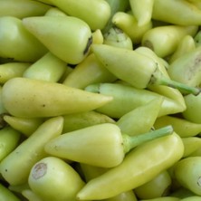 Ev Ve Bahçe Doğal Sofralık Turşuluk Geleneksel Biberiye Fidesi (5 Adet)