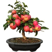 Tohumcumm 5 Adet Tohum Bodur Bonsai Elma Ağacı Tohumu Elma Tohumu